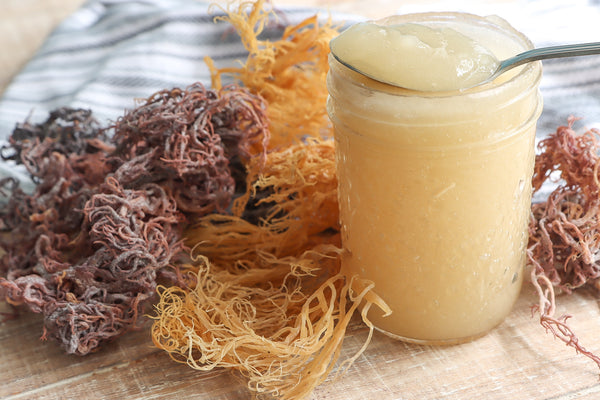 Why Is Sea Moss Good For You